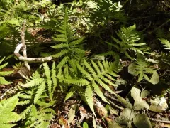 Tall Beech Fern thumbnail 4