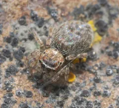 Attinella dorsata thumbnail 4