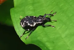 Lily Weevil thumbnail 2