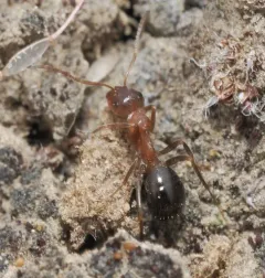 Formica subpolita thumbnail 4