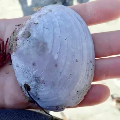 Butter Clam thumbnail 2