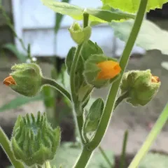 velvetleaf thumbnail 4