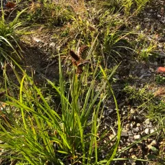 sallow sedge thumbnail 2