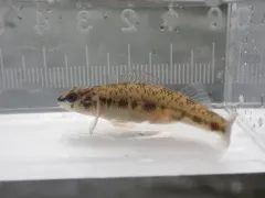 Channel Darter thumbnail 4