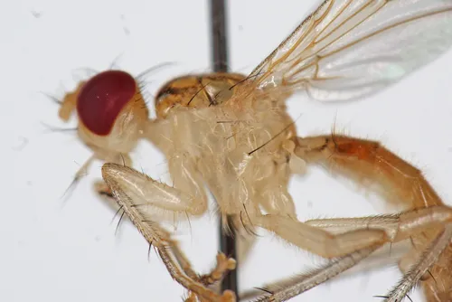 Cordilura glabra