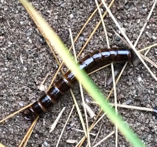 Contracted Darkling Beetle