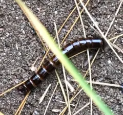 Contracted Darkling Beetle thumbnail 1