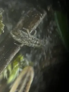 Isotoma delta thumbnail 3