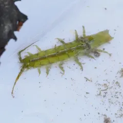 Eelgrass Isopod thumbnail 2