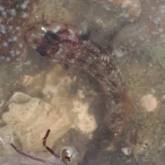 Blackeye Goby thumbnail 2