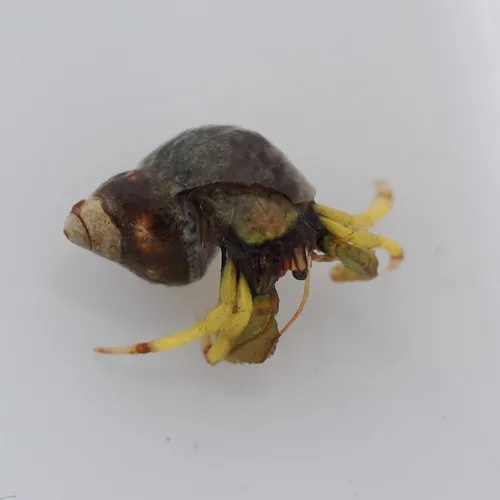 Bering Hermit Crab