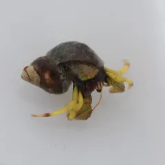 Bering Hermit Crab thumbnail 1