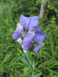 Sweet Iris thumbnail 3