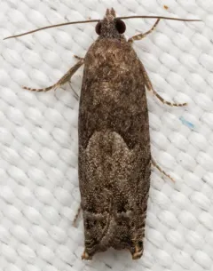Shagbark Hickory Leafroller Moth thumbnail 4