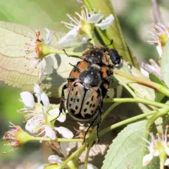Maculated Scarab thumbnail 4