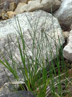 Flat-stem Spikerush thumbnail 4