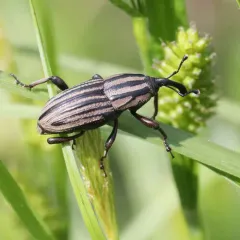 Sphenophorus villosiventris thumbnail 4
