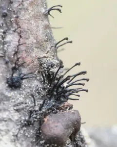 Caliciopsis pinea thumbnail 3