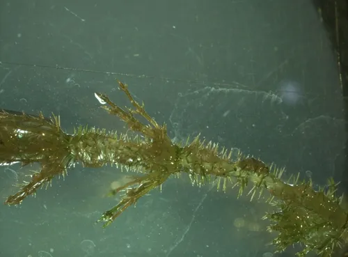 bearded stonewort