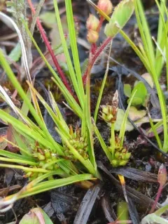 parasol sedge thumbnail 4