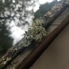Oakmoss thumbnail 3