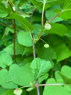 Silver Vine thumbnail 1