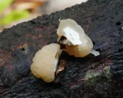 Conifer Brain thumbnail 4