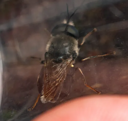 Stratiomys nevadae