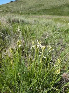 Sheldon's Milkvetch thumbnail 4