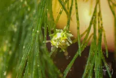 Olive's Sapsucker thumbnail 1