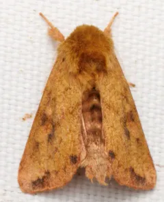 White-tailed Diver Moth thumbnail 4