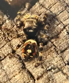 Tyrell's Tufted Jumping Spider thumbnail 4