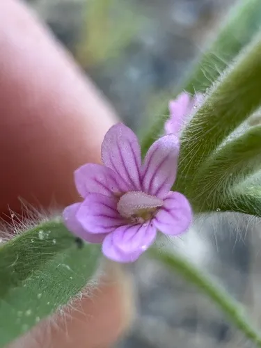 Torrey's willowherb