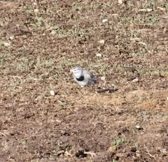 Thick-billed Longspur thumbnail 4