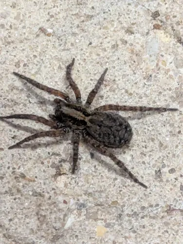 Trochosa sepulchralis