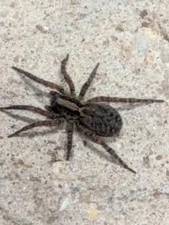 Trochosa sepulchralis thumbnail 1