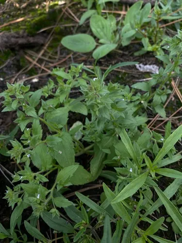 Veronica argute-serrata