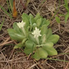 silvery primrose thumbnail 4