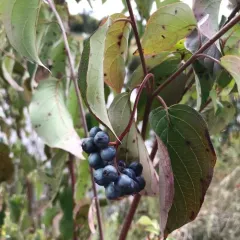silky dogwood thumbnail 4