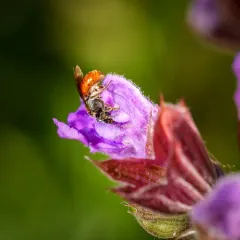 Oval-headed Sweat Bee thumbnail 3