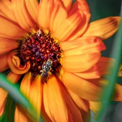 Tripartite Sweat Bee thumbnail 3