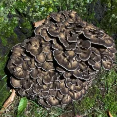hen of the woods thumbnail 3