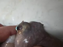 Baird's Octopus thumbnail 3