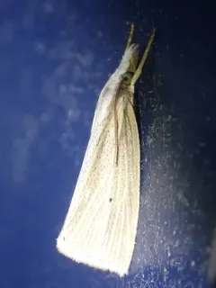 Epina alleni thumbnail 2