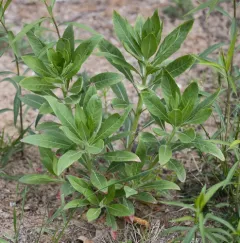 hairy evening primrose thumbnail 1