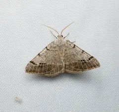 Pale-veined Isturgia thumbnail 3