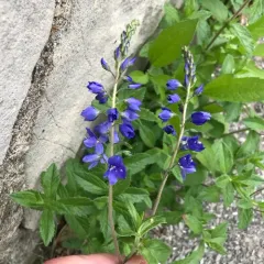 Broadleaf Speedwell thumbnail 3