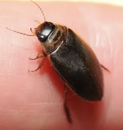 Colymbetes densus thumbnail 4