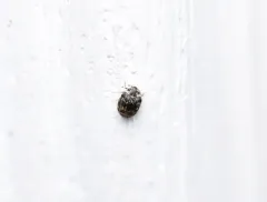Anthrenus castaneae thumbnail 3