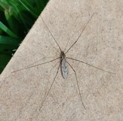 Metalimnobia novaeangliae thumbnail 3
